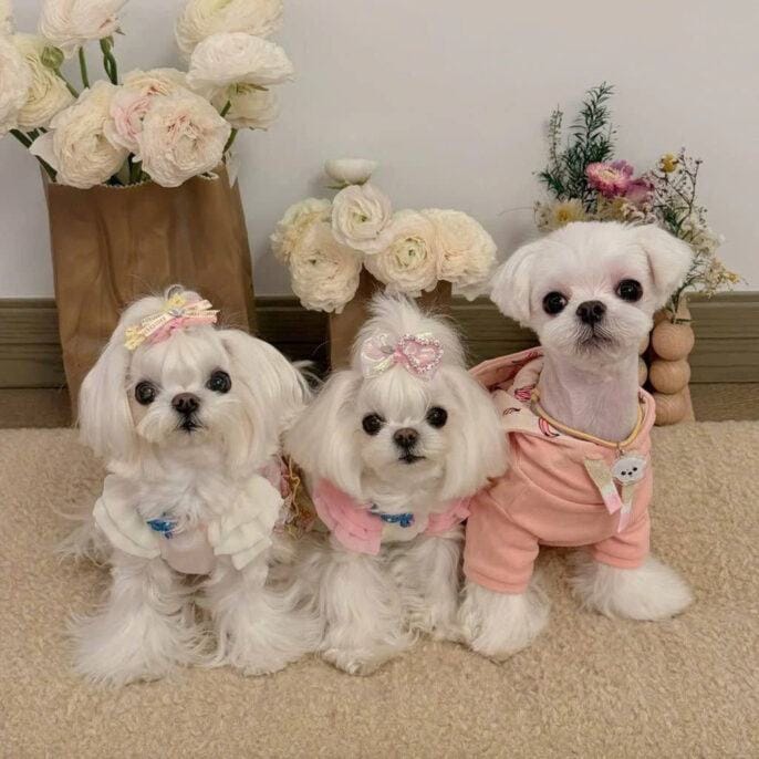 Người phụ nữ Trung Quốc chi 7 tỷ đồng cho tủ đồ hiệu của 3 chó cưng